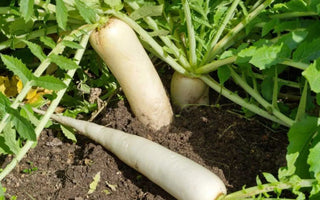Start These Root Vegetable Seeds in July for a Bountiful Fall Harvest - Land Guard
