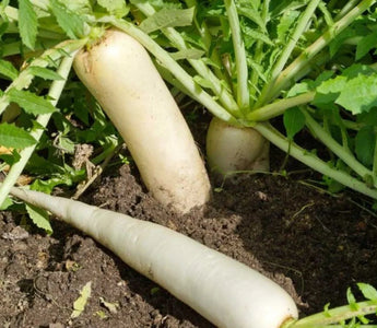 Start These Root Vegetable Seeds in July for a Bountiful Fall Harvest - Land Guard