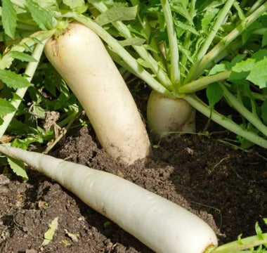 Start These Root Vegetable Seeds in July for a Bountiful Fall Harvest - Land Guard