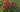 Growing Roses in Raised Beds: Soil Amendments for Vibrant Blooms - Land Guard