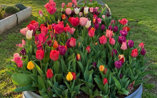 Growing Roses in Raised Beds: Soil Amendments for Vibrant Blooms - Land Guard