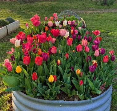 Growing Roses in Raised Beds: Soil Amendments for Vibrant Blooms - Land Guard
