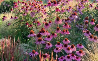 7 Best Drought-Resistant Plants for Summer Gardens