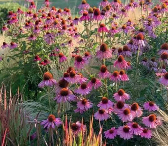 7 Best Drought-Resistant Plants for Summer Gardens - Land Guard