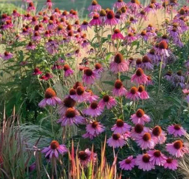 7 Best Drought-Resistant Plants for Summer Gardens - Land Guard