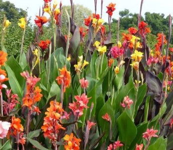 Smart Plants That Turn Muggy Air into Growth Power - Land Guard