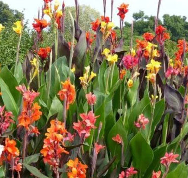 Smart Plants That Turn Muggy Air into Growth Power - Land Guard