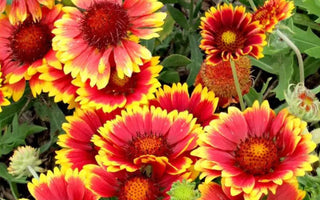 Salt-Tolerant Blooms That Thrive in Humid Heat - Land Guard