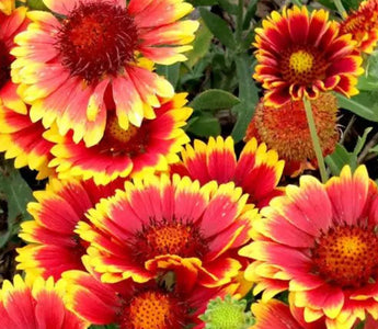 Salt-Tolerant Blooms That Thrive in Humid Heat - Land Guard