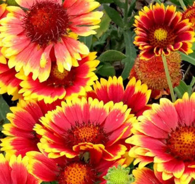 Salt-Tolerant Blooms That Thrive in Humid Heat - Land Guard