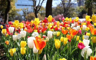 Design the Perfect Garden Bed for Tulip Blooms - Land Guard