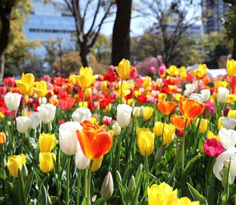 Design the Perfect Garden Bed for Tulip Blooms - Land Guard
