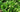 10 Leafy Greens to Grow in Garden Beds - Land Guard