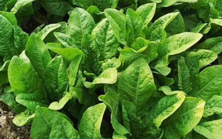 10 Leafy Greens to Grow in Garden Beds - Land Guard