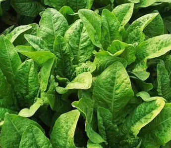 10 Leafy Greens to Grow in Garden Beds - Land Guard