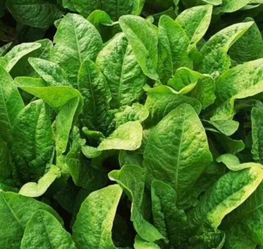 10 Leafy Greens to Grow in Garden Beds