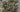 Perennial Vines Perfect for Gardens - Land Guard