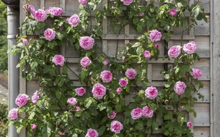 Perennial Vines Perfect for Gardens