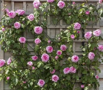 Perennial Vines Perfect for Gardens - Land Guard