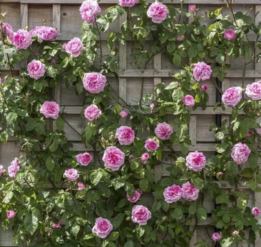 Perennial Vines Perfect for Gardens - Land Guard