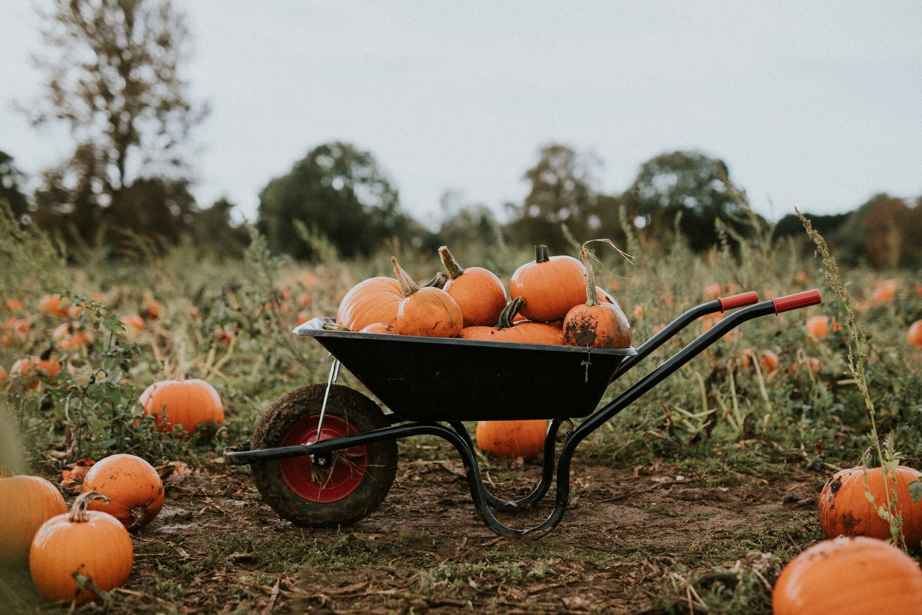 Grow Your Own Pumpkins Even in Small Spaces