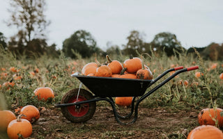 Grow Your Own Pumpkins Even in Small Spaces - Land Guard