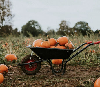 Grow Your Own Pumpkins Even in Small Spaces - Land Guard