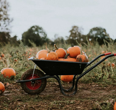 Grow Your Own Pumpkins Even in Small Spaces - Land Guard