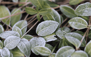 Ultimate Guide to Growing Vegetables in Fall and Winter