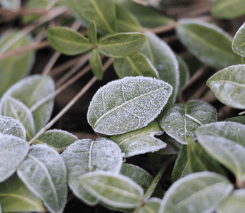 Ultimate Guide to Growing Vegetables in Fall and Winter