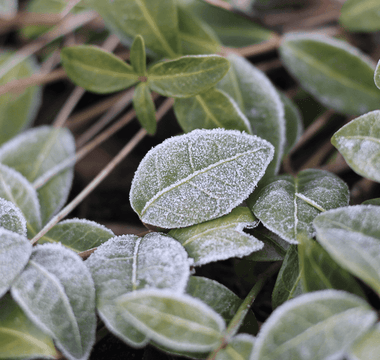 Ultimate Guide to Growing Vegetables in Fall and Winter