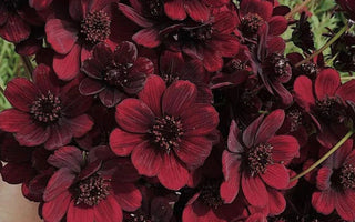 Floral Choices to Build a Chocolate Themed Garden - Land Guard