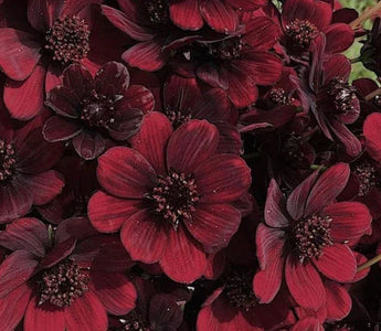 Floral Choices to Build a Chocolate Themed Garden - Land Guard