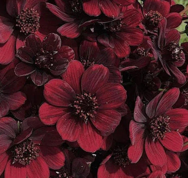 Floral Choices to Build a Chocolate Themed Garden - Land Guard