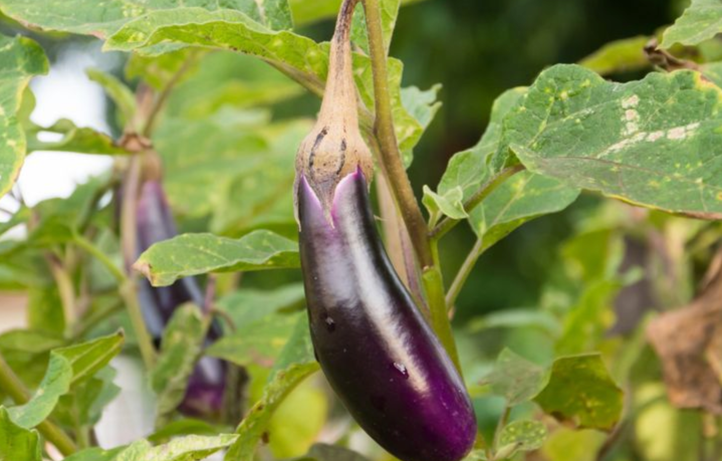 Pruning Eggplants in Raised Gardens: Encouraging Bushy Growth
