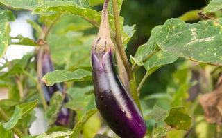 Pruning Eggplants in Raised Gardens: Encouraging Bushy Growth - Land Guard