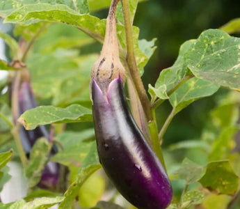 Pruning Eggplants in Raised Gardens: Encouraging Bushy Growth - Land Guard