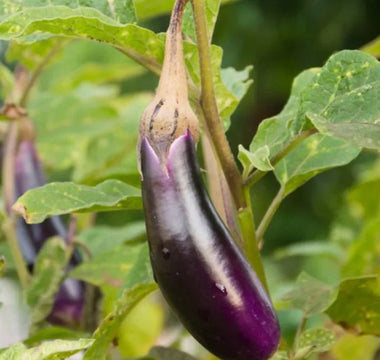 Pruning Eggplants in Raised Gardens: Encouraging Bushy Growth - Land Guard