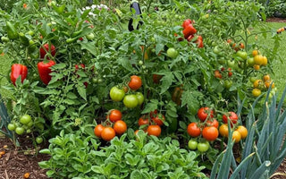 Identification and Control Methods for Common Garden Bed Pests - Land Guard