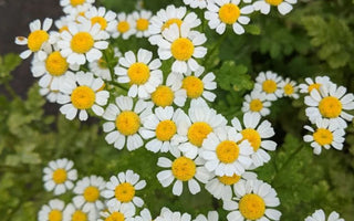 Low-Maintenance Gardening: Easy-Care Plants for Every Season - Land Guard