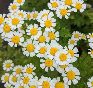 Low-Maintenance Gardening: Easy-Care Plants for Every Season