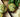 Delectable Baked Goods Made with Garden Greens - Land Guard