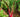 Rainbow Chard for the Garden: Edible Art with Neon Stems - Land Guard