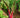 Rainbow Chard for the Garden: Edible Art with Neon Stems - Land Guard
