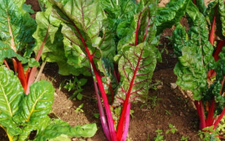 Rainbow Chard for the Garden: Edible Art with Neon Stems - Land Guard