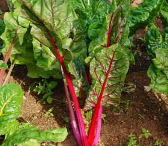Rainbow Chard for the Garden: Edible Art with Neon Stems - Land Guard