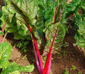 Rainbow Chard for the Garden: Edible Art with Neon Stems