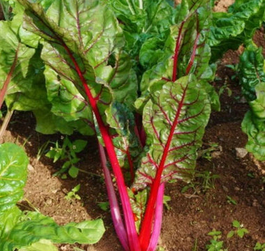 Rainbow Chard for the Garden: Edible Art with Neon Stems - Land Guard