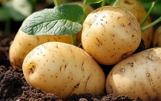 Hilling Potatoes in Raised Gardens: Increasing Tuber Production - Land Guard