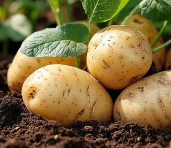 Hilling Potatoes in Raised Gardens: Increasing Tuber Production - Land Guard